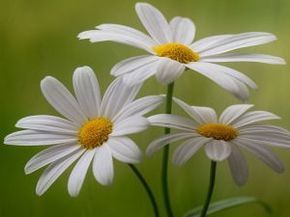 Tres margaritas blancas Margarita Flower, Daisy Decor, Happy Daisy, Sunflowers And Daisies, Daisy Love, Types Of Roses, White Daisies, Orchid Flower, Flowers Nature