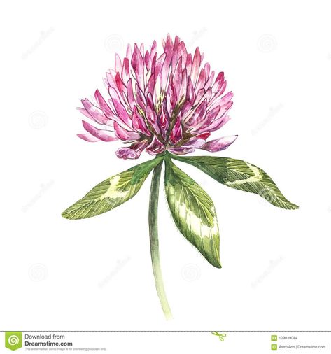 Flower Of Red Clover With Leaves. Watercolor Botanical Illustration Isolated On White Background. Happy Saint Patricks Stock Illustration - Illustration of homeopathy, herbal: 109039044 Clover Leaves, Red Clover, Leaves Watercolor, Flower Red, Saint Patricks, Botanical Illustration, Stock Illustration, White Background, Red