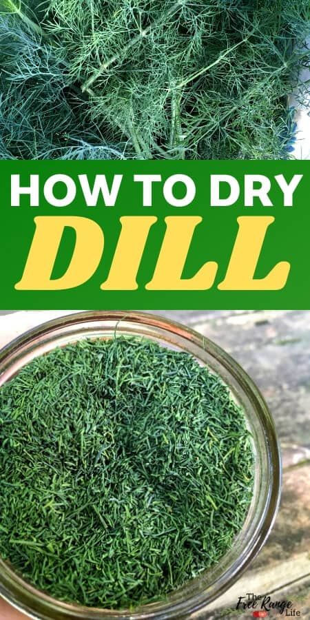 Dehydrate Dill In Dehydrator, Dry Dill How To, How To Harvest And Dry Herbs, Drying Dill In Dehydrator, Drying Dill In The Oven, Can You Freeze Fresh Dill, How To Dry Dill Herbs, How To Dry Fresh Dill, Drying Herbs In Dehydrator