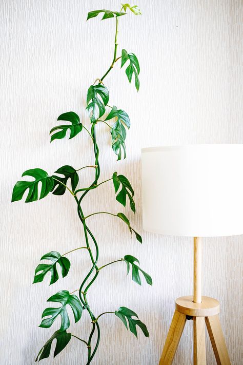 Rhaphidophora Tetrasperma Trellis, Mini Monstera Trellis, Mini Monstera Plant Climbing, Raphidophora Tetrasperma Climbing, Mini Monstera Plant, Monstera Care, Garden Betty, Statement Plants, Indoor Plant Care Guide