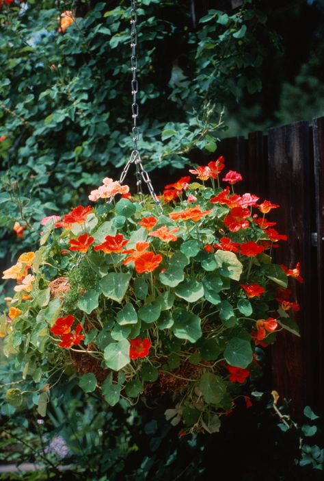 Making Hanging Flower Baskets, Potted Nasturtium, Nasturtium Hanging Basket, Hanging Flowering Plants, Nasturtium Flower, Nasturtium Flowers, Ivy Geraniums, Growing Gardens, Hanging Flower Baskets