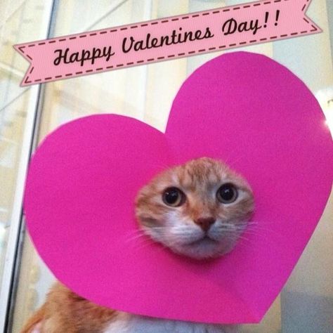 Sometimes Valentine's Day gets to the best of us, even these kitties. Valentines Day Cat, Valentine Picture, Cat Profile, Cat Valentine, Silly Animals, Silly Cats, Cats Meow, Animal Memes, Be My Valentine