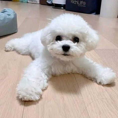 Zelda Haircut, Dog Grooming Diy, Puppy Dog Pictures, Bichon Dog, Bichon Frise Puppy, Dog Haircuts, Grooming Style, Bichon Frise Dogs, Pet Corner