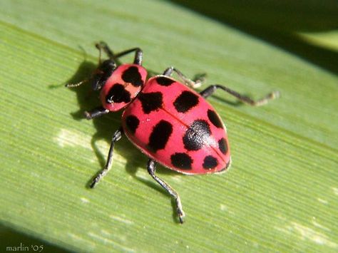 pink lady bugs.  oh yeah. Pink Beetle, Leaf Beetle, Beetle Tattoo, Insect Species, Cool Insects, Pink Ladybug, Lady Beetle, She's A Lady, Garden Animals