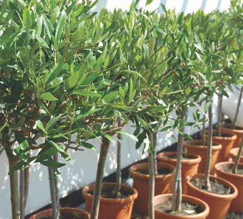 Pruning Olive Trees, Olive Trees Garden, Potted Olive Tree, Olea Europaea, Evergreen Plants, Green Fruit, Olive Trees, Tall Plants, Evergreen Trees