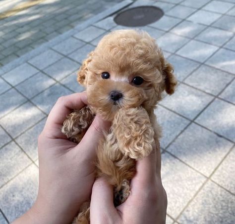 ✅Meet Marksman the cute and beautiful teacup ☕️Poodle puppy🐶 now available and looking for a good home 🏡. Teacups Puppies, Teacup Poodle Puppies, Teacup Poodle, Tea Cup Poodle, Puppy Names, Teacup Puppies, Poodle Puppy, Puppy Adoption, Cute Dogs