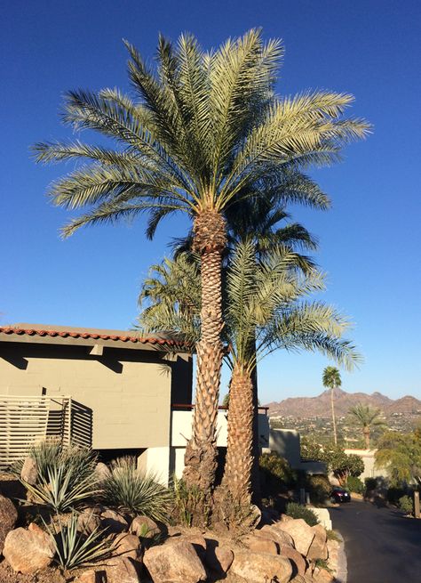 Phoenix Palm Tree, Date Palm Tree Landscaping, Planted Urns, Acacia Dealbata, Phoenix Dactylifera, Dry Gardens, Palm Trees Landscaping, Low Water Gardening, Cement Garden