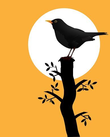 Blackbird, Bird, Silhouette, Sunset Kunst Collages, Vogel Silhouette, Silhouette Sunset, Bird Silhouette, Bird Art Print, Indian Art Paintings, Bird Drawings, Bird Illustration, Mini Canvas Art