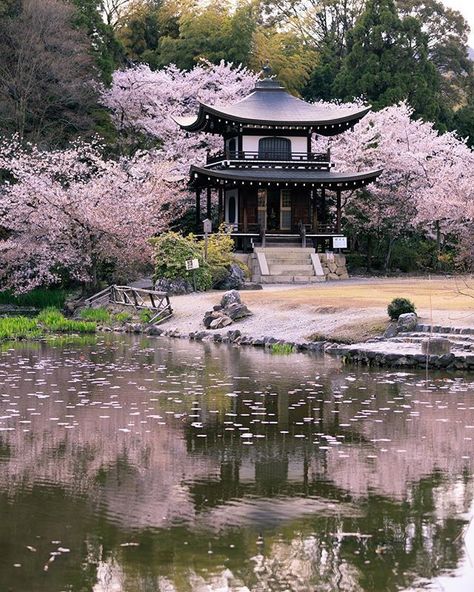 Best Photographs Japanese Garden cherry blossom Style Japanese gardens are traditional gardens that produce miniature idealized landscapes, often in a ver Parasite Architecture, Japanese Museum, Small Building, Japan Garden, Japanese Temple, Japanese Garden Design, Japan Travel Tips, Japanese Landscape, Aesthetic Japan