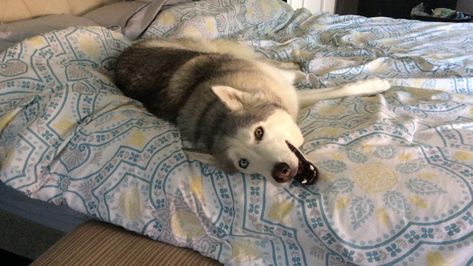 Stubborn Siberian Husky Loudly Objects to His Human's Idea About Getting Up and Out of Bed Dog On Bed, Human Bed, Husky Facts, Siberian Husky Facts, Not Procrastinating, Puppy Husky, Dogs Husky, Winter Wolf, Pretty Dog