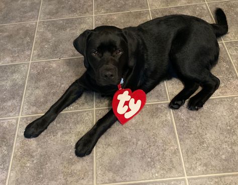 Black Lab Halloween Costumes, Black Dog Halloween Costumes, Black Dog Costume, Cute Dog Halloween Costumes, Best Costumes, Black Labs Dogs, Diy Dog Costumes, Costumes Diy, Pet Halloween Costumes