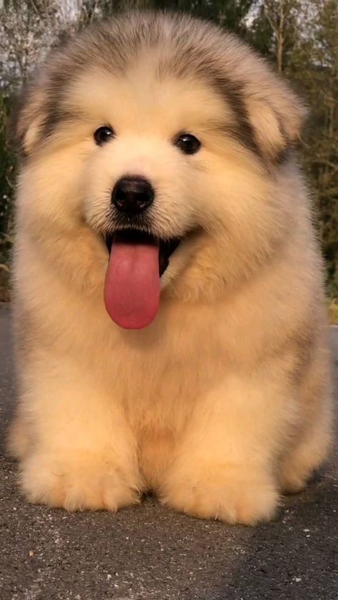 Cute Fluffy Puppies, Beautiful Dogs Photos, Cute Fluffy Dogs, Cute Dogs Images, Cutest Dogs, Super Cute Puppies, Cute Small Animals, Cute Dog Photos, Cute Animals Puppies