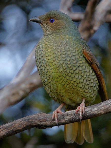 Regeneration Art, Satin Bowerbird, Birds Reference, Wild Birds Photography, Colorful Objects, Bower Bird, Singing Birds, Birds Of Australia, Birds Parrots