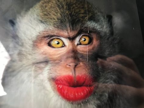 Monkey With Makeup, Monkey Makeup, Glittery Wallpaper, Monkey Pictures, Wallpaper Girly, Pet Monkey, Girly Images, Monkeys, Animal Pictures