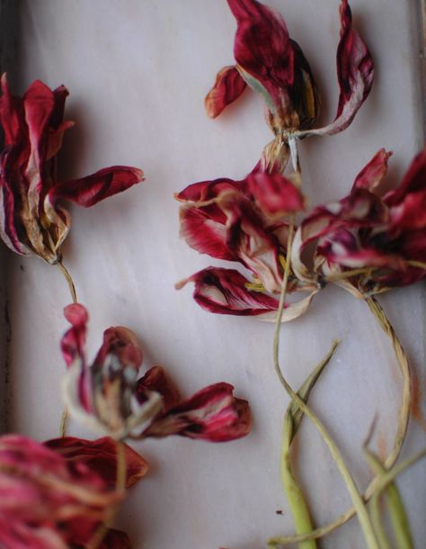 dried tulips Dried Tulips, Flower Drying, Most Beautiful Flower, Arts Project, Dead Flowers, Foto Shoot, Beautiful Tea, Most Beautiful Flowers, Pretty Plants