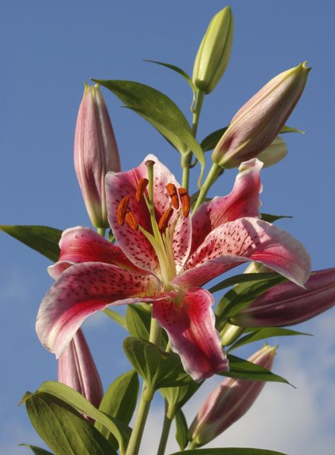 Stargazer Lily Different Types Of Lilies, Flower Gardening Ideas, Types Of Lilies, Aesthetic Easter, Lilly Flower, Spring Floral Arrangements, Stargazer Lily, Lily Plants, Garden Aesthetic