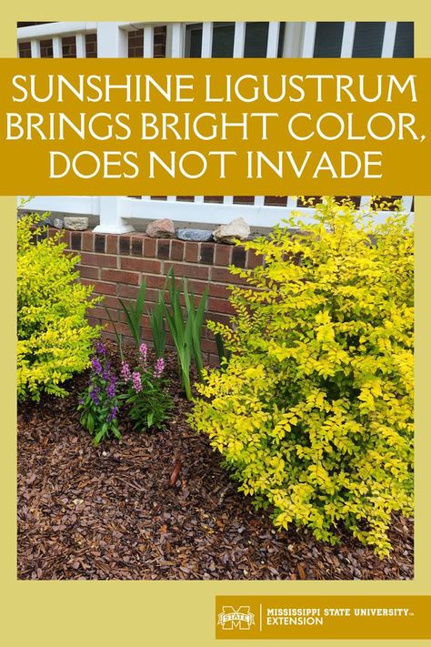 Sunshine Ligustrum Landscaping Ideas, Ligustrum Landscaping, Sunshine Ligustrum Landscaping, Sunshine Ligustrum, Front Flower Beds, Dream Yard, Winter Plants, Front Landscaping, Coastal Landscape