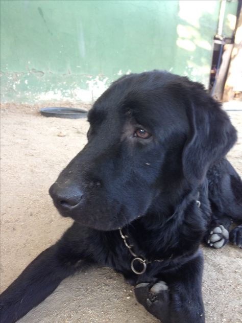 Il mio amore Nero!!❤️ Black Labs, Black Labrador, Black Lab, A Black, Cute Puppies, Labrador Retriever, Labrador, Lab, Cute Animals