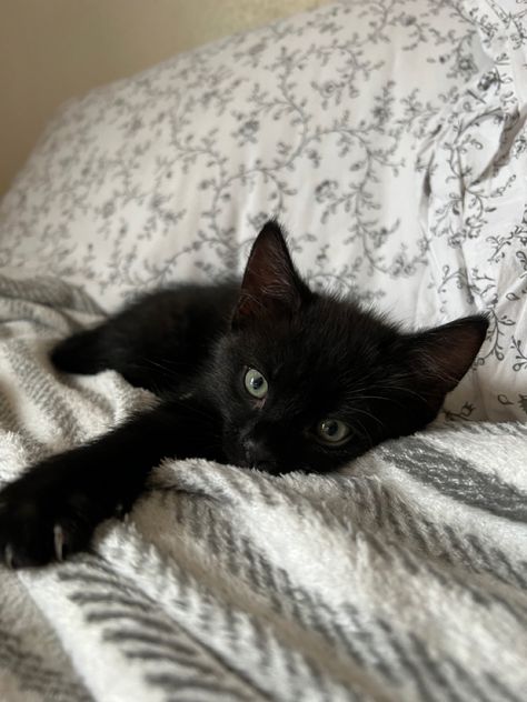 Cute, little black kitten laying in bed, looking at the camera with his paw stretched out. Cat In Bed Aesthetic, Black Kitty Aesthetic, Black Kitten Aesthetic, Cute Black Cat Aesthetic, Cats Night, Baby Black Cat, Kittens Black, Black Cat Kitten, Kitten Black