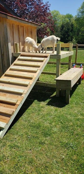 Goat Playground Ideas Diy Pallets, Goat Homes Ideas, Goat Platform, Farm Volunteering, Goat Slide, Goat Playground Ideas, Goat Tower, Tire Playground, Goat Ideas