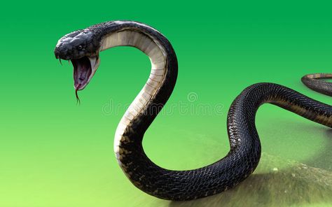 Snake Attacking, Animals Reference, King Cobra Snake, Aesthetic Character, Snake Photos, Ap Drawing, Color Mixing Chart, Cobra Snake, Lion Wallpaper