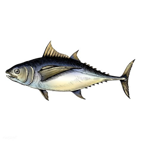 Hand drawn tuna fish | premium image by rawpixel.com Tuna Drawing, Tuna Illustration, Fish Vector, Lake Travis, Tuna Fish, Fish Illustration, Water Animals, Fishing Quotes, Lake Fishing