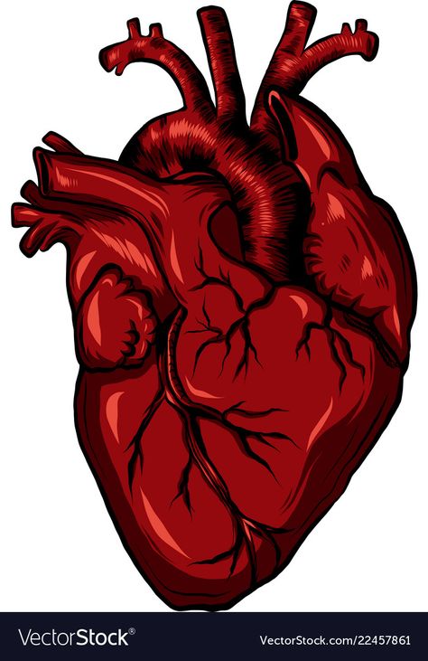 Real Human Heart, Hearts Pictures, Heart Vector Illustration, Real Heart, Heart Vector, Heart Red, Human Heart, Biology, Vector Illustration