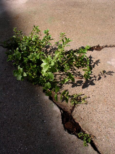 Robert Sarkislan - Peppermint growing out of a crack, Venice, LA Plants Growing Through Cracks, Resilience Images, Goblin City, Lunar Flowers, Lilies Of The Field, Out Of Body, Concrete Building, Urban Nature, Plant Aesthetic