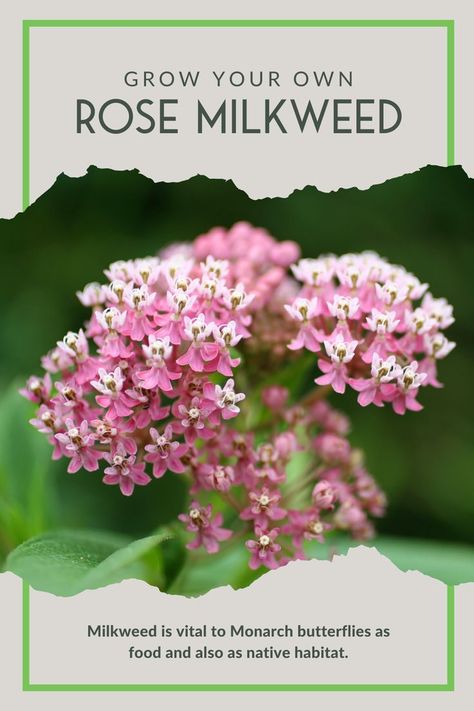 Milkweed is Vital Habitat to Monarch Butterflies Asclepias Incarnata, Survival Garden, Milkweed Seeds, Swamp Milkweed, Survival Gardening, Perennial Herbs, Monarch Butterflies, Bee Garden, Garden Rose