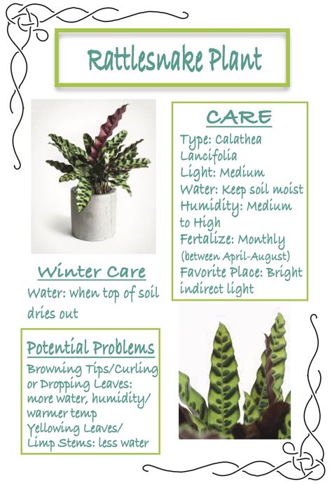 Survival guide to your indoor Rattlesnake Plant House Plant Symbolism, Calathea Rattlesnake Plant, Rattlesnake Plant Propagation, Calathea Rattlesnake Plant Care, Rattlesnake Plant Care, Calathea Rattlesnake, Prayer Plant Care, Rattlesnake Plant, Garden Florida