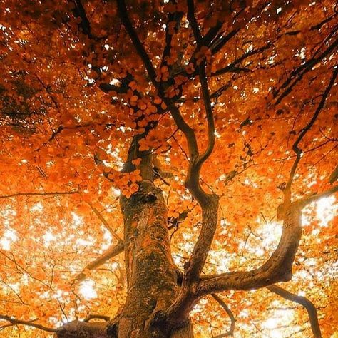 M1rphotography on Instagram: "“This ancient tree has stood for centuries, witnessing countless seasons and changes. Its resilience is inspiring, a true testament to nature’s endurance over time.” 🍂✨" Ancient Tree, Autumn Leaves, On Instagram, Instagram, Nature