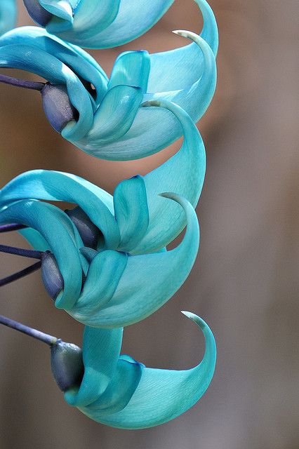 Charm Is Deceptive, Jade Vine, Beauty Is Fleeting, Vine Trellis, Proverbs 31 30, Flower Close Up, Flowers Colorful, Flowers In Vase, Blue Jade