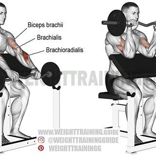 Stomach Toning Workouts, Best Shoulder Workout, Good Back Workouts, Biceps Brachii, Preacher Curls, Workout For Flat Stomach, Weight Training Workouts, Workout Plan Gym, Biceps Workout