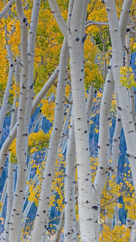 Aspen Trees Photography, 자작나무 그림, Aspen Trees, 수채화 그림, Pics Art, Tree Art, Tree Painting, Hd Images, 그림 그리기