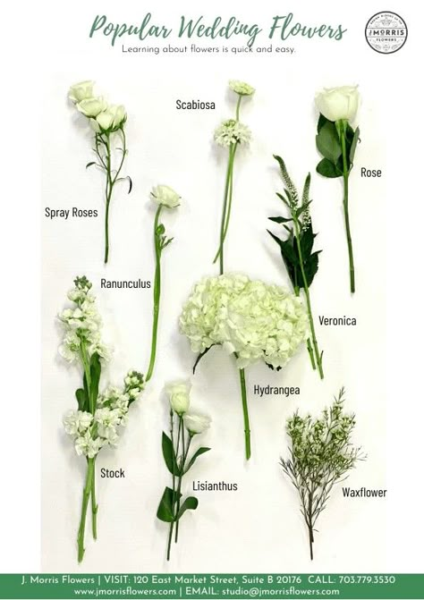 Types Of Greens For Weddings, Types Of Wedding Greenery, Types Of Filler Flowers, White September Flowers, Types Of Bouquets Shapes, Eustoma Wedding, Greenery Types, White Filler Flowers, Greenery Wedding Flowers