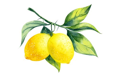 lemon | My Envy Blog Lemon Pictures, Lemon Clipart, Lemon Branch, Watercolor Lemon, Background Tile, Lemon Watercolor, Lemon Painting, Lemon Art, Watercolor Fruit