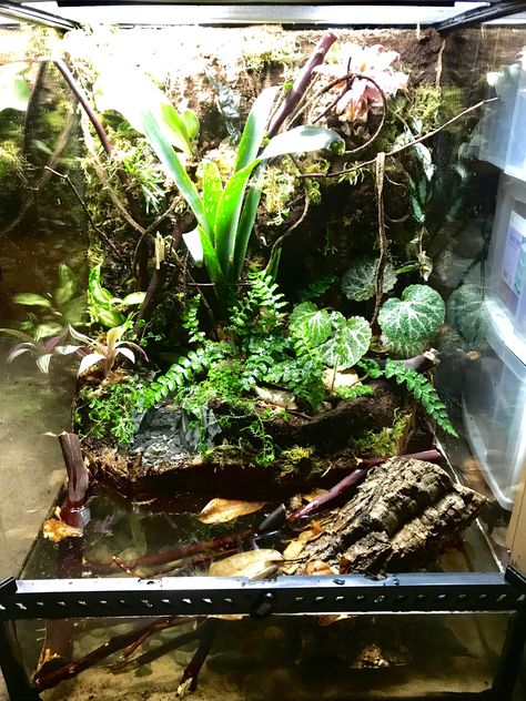 I built this Paludarium for my Vietnamese Mossy Frogs, (Theloderma corticale). Tree Frog Paludarium, Dumpy Tree Frog Terrarium, Frog Paludarium, Mossy Frog, Pet Terrarium, Dart Frog Terrarium, Tree Frog Terrarium, Dumpy Tree Frog, Dart Frog Vivarium