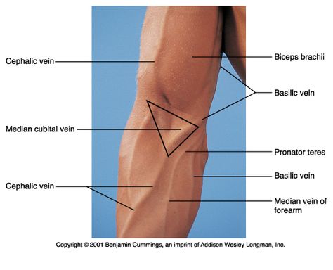 Antecubital Veins for Venipuncture Nursing Iv, Phlebotomy Study, Nursing Information, Intravenous Therapy, Nursing School Survival, Nursing School Studying, Nursing School Tips, Medical School Studying, Nursing School Notes