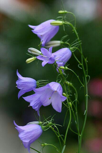 Bluebells Wildflower Meadow, Coloring Inspiration, Deco Floral, Alam Yang Indah, Exotic Flowers, Flower Beauty, Flowers Nature, Shade Garden, Beautiful Blooms