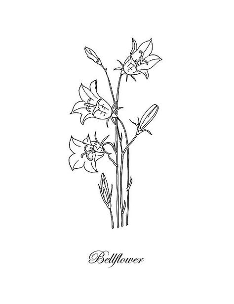 Bellflower Tattoo, Swedish Tattoo, Bug Tattoo, Botanical Drawing, Inspiration Tattoos, Sketches Simple, Botanical Drawings, Botanical Flowers, Get A Tattoo