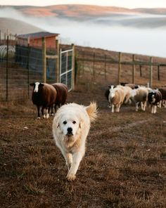 Great Pyrenees Livestock, Ranch Dogs Breeds, Farm Dogs Aesthetic, Great Pyrenees Puppy Aesthetic, Farm Dog Aesthetic, Great Pyrenees Aesthetic, Dog Farm, Protection Dogs, Pyrenean Mountain Dog