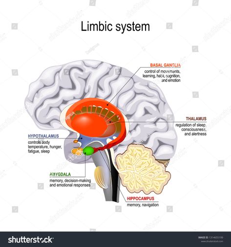 limbic system. Cross section of the human brain. Anatomical components of limbic system: Mammillary body, basal ganglia, pituitary gland, amygdala, hippocampus, thalamus, cingulate gyrus #Ad , #spon, #Anatomical#brain#Mammillary#components Hypocampus Brain, Brain Structure Anatomy, Parts Of The Brain Anatomy, Human Brain Diagram Anatomy, Anatomical Brain, Basal Ganglia, Limbic System Brain Anatomy, Limbic System Brain, Adrenal Support