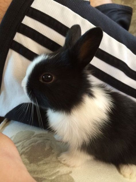 Bunny Black And White, Rabbit Black And White, Black And White Bunny, Mini Lop Bunnies, Dutch Bunny, Black And White Rabbit, White Bunnies, Cute Bunny Pictures, Black Bunny