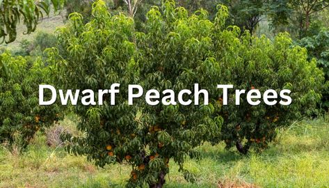 Peach Varieties, Peach Tree Care, Backyard Orchard, Gardening Inside, Organic Insecticide, Orchard Design, Peach Orchard, Peach Tree, Organic Mulch