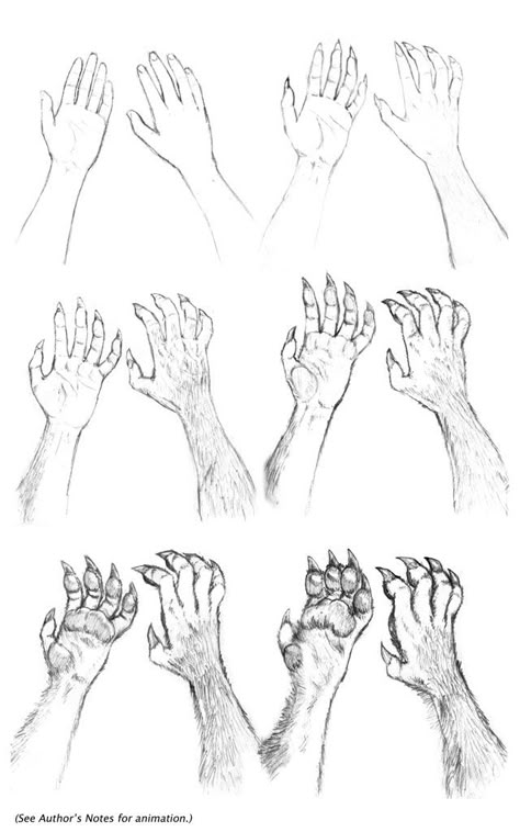 Werewolf hands Werewolf Drawing, Feet Drawing, Werewolf Aesthetic, Werewolf Art, Vampires And Werewolves, Mythical Creatures Art, Mythological Creatures, Wolf Art, Creature Design