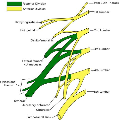 Lumbosacral Plexus, Lumbar Plexus, Sacral Plexus, Femoral Nerve, Nerve Anatomy, Physician Assistant School, Leg Anatomy, Psoas Release, Fascia Lata