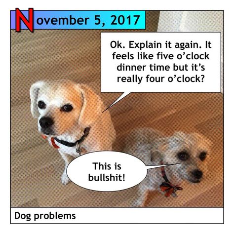 Daylight Savings Fall Back, Fall Back Time Change, Fall Back Time, Daylight Savings Time Humor, Time Meme, Time Change, Four O Clock, Fall Dog, Daylight Savings