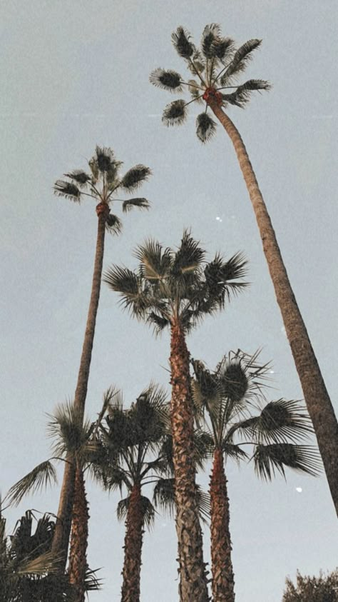 #beachvibes #boho #wallpaper #beachy #palmtrees #aethtetic #nature #california #sandiego Beachy Pictures, Beachy Wallpapers, Beachy Wallpaper, Beach Wall Collage, Boho Background, Beachy Aesthetic, Wallpaper Iphone Boho, Phone Wallpaper Boho, Boho Style Bedroom