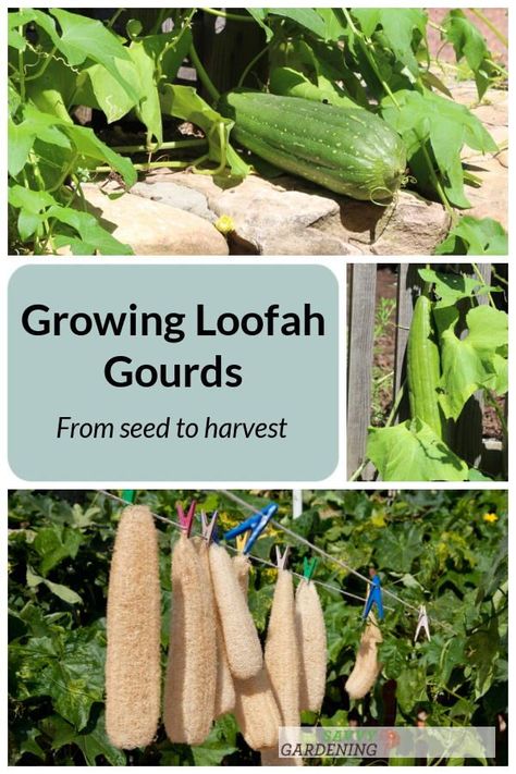 Making Loofah Sponge, How To Grow Luffa Gourd, How To Dry Out Loofah, How To Grow Loofah Plants, Growing Loofah From Seed, Growing Loofah Sponges, Loofa Gourd, Harvesting Loofah, Loofah Garden