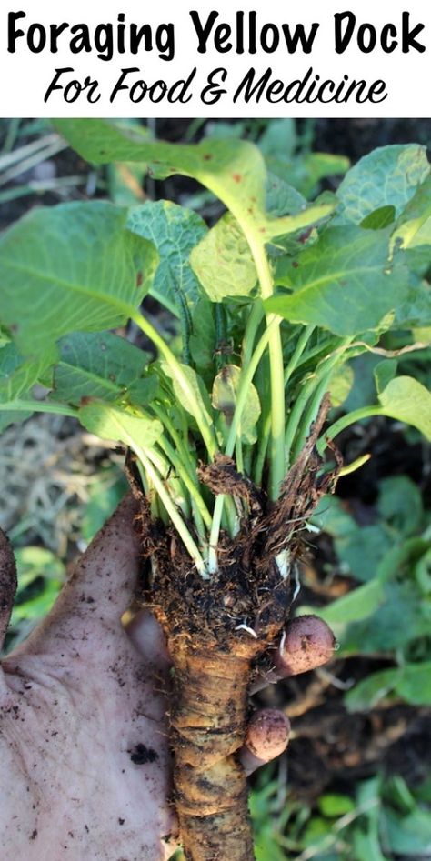 Foraging Yellow Dock (Curly Dock, and other Rumex sp.) Apple Tree From Seed, Yellow Dock, Wild Food Foraging, Edible Wild Plants, Perennial Vegetables, Wild Edibles, Different Vegetables, Wild Food, Wild Plants